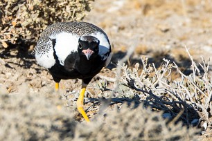 Northern black korhaan (Outarde à miroir blanc) Okaukuejo (Etosha)