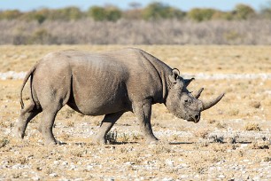 Rhinocéros noir Okaukuejo (Etosha)