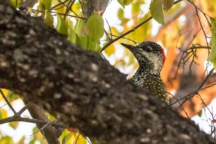 Golden-tailed woodpecker (Pic à queue dorée) Au Mushara Bush Camp (Namutoni-Etosha)