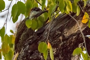 Golden-tailed woodpecker (Pic à queue dorée) Au Mushara Bush Camp (Namutoni-Etosha)