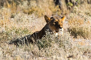 Lion Etosha