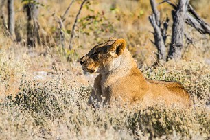 Lion Etosha