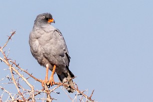 Pale Chanting Goshawk (Autour chanteur) Etosha