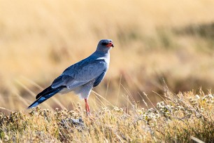 Pale Chanting Goshawk (Autour chanteur) Etosha