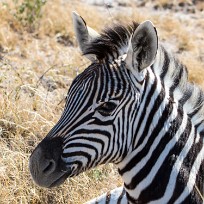 Zèbre Etosha