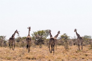 Girafe Etosha