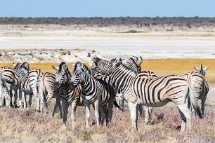 Zèbre Etosha