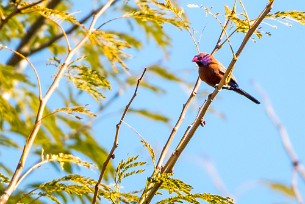 Violet-eared waxbill (Cordonbleu grenadin) Du côté d'Otjiwarongo