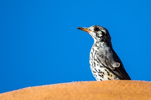 Groundscraper Thrush (Merle litsitsirupa) Du côté d'Otjiwarongo