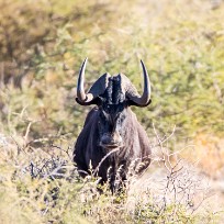 Gnou Du côté d'Otjiwarongo