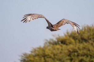 Kori bustard (Outarde kori) Du côté d'Otjiwarongo