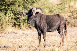 Gnou Du côté d'Otjiwarongo