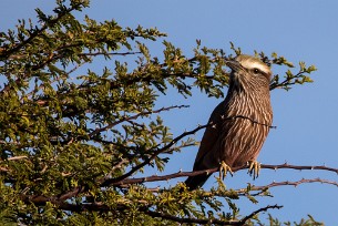 Purple roller (Rollier varié) Du côté d'Otjiwarongo