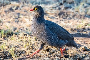 Red-billed spurfowl (Francolin à bec rouge) Du côté d'Otjiwarongo