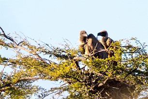 White-backed vulture (Vautour africain) Du côté d'Otjiwarongo