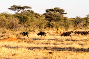 Gnou Du côté d'Otjiwarongo