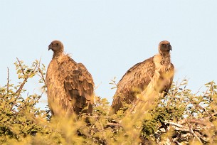 White-backed vulture (Vautour africain) Du côté d'Otjiwarongo