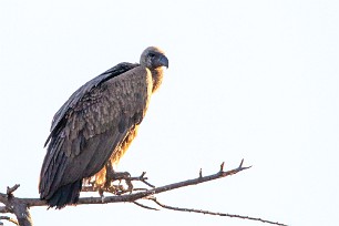 White-backed vulture (Vautour africain) Du côté d'Otjiwarongo