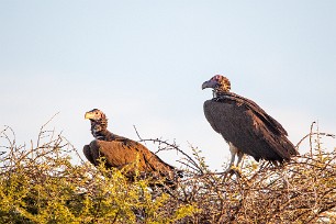 Lappet-faced vulture (Vautour oricou) Du côté d'Otjiwarongo