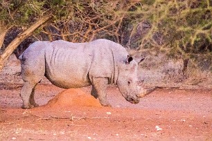 Rhinocéros blanc Du côté d'Otjiwarongo