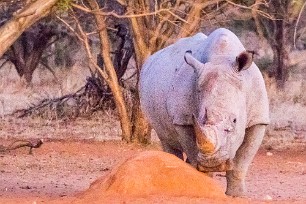 Rhinocéros blanc Du côté d'Otjiwarongo