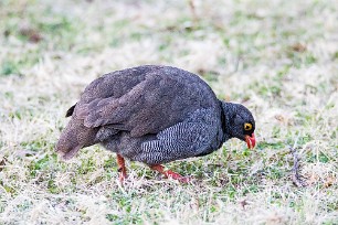 RED-billed spurfowl (Francolin à bec rouge) A Waterberg