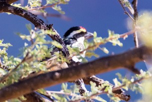 Acacia pied barbet (Barbican pie) A Waterberg