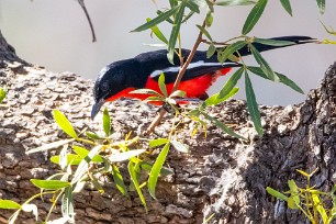 Crimson-breasted shrike (Gonolek rouge et noir) A Waterberg