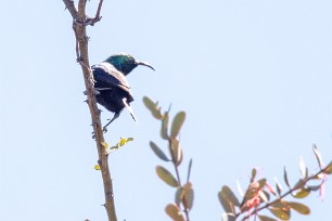 Marico Sunbird (Souimanga de Mariqua) A Waterberg