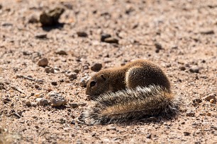 Ecureuil fouisseur du Cap Kalahari