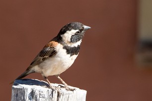 Cape Sparrow (Moineau mélanure) Kalahari