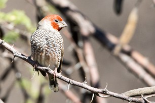 Red-headed Finch (Amadine à tête rouge) Kalahari