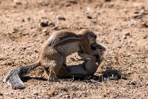 Ecureuil fouisseur du Cap Kalahari