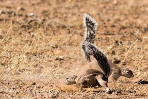 Ecureuil fouisseur du Cap Kalahari