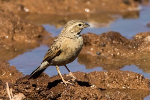 House Sparrow (Moineau domestique) Kalahari