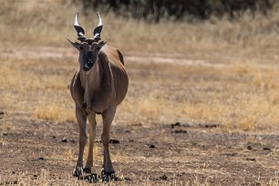 Eland Kalahari