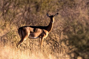 Impala Kalahari