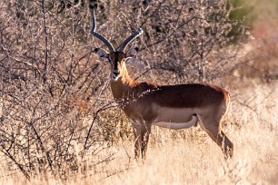 Impala Kalahari