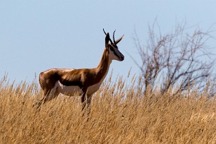 Springbok Kalahari