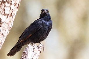 Pale-winged Starling (Rufipenne nabouroup) Fish River Canyon