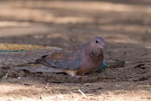 Laughing Dove (Tourterelle maillée) Fish River Canyon