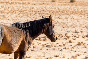 Cheval sauvage Aus