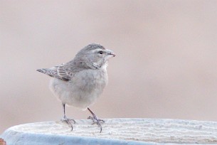 House Sparrow (Moineau domestique) Aus