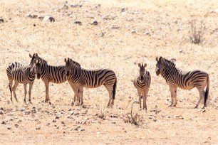 Zèbres Sossusvlei et Sesriem