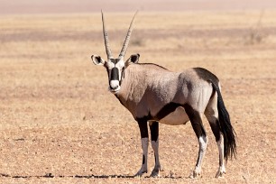 Oryx Sossusvlei et Sesriem