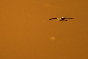 Greater Kestrel (Crécerelle aux yeux blancs) Sossusvlei et Sesriem