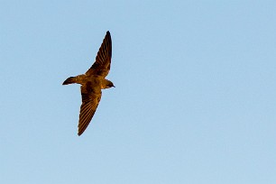 Rock Martin (Hirondelle isabelline) Sossusvlei et Sesriem