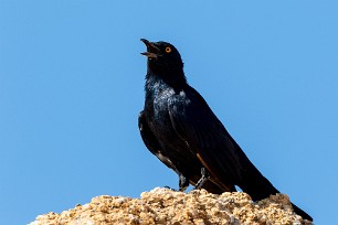 Pale-winged Starling (Rufipenne nabouroup) Spitzkopje