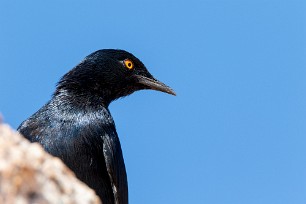 Pale-winged Starling (Rufipenne nabouroup) Spitzkopje