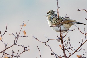 Sabota Lark (Alouette sabota) Spitzkopje